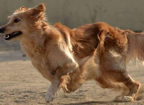 胖犬来爆料视频  第3张